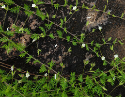 Xenostegia pinnata, pinnate leaves and flowers, Katavi NP, Tanzania