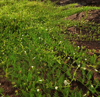 Xenostegia pinnata, radiating flowering stems carpeting the bare sandstone surface of an inselberg, Katavi NP, Tanzania