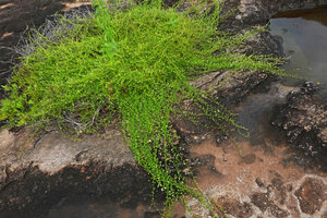 Xenostegia pinnata, radiating stems carpeting the bare sandstone surface of an inselberg, Katavi NP, Tanzania
