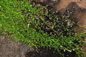 Xenostegia pinnata, stems carpeting the bare sandstone surface of an inselberg, Katavi NP, Tanzania