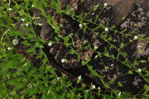 Xenostegia pinnata, trailing flowering stems, Katavi NP, Tanzania