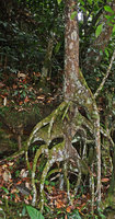 Xylopia sp. with stilt roots,  Presidente Figueiredo, Manaos, Amazonas, Brazil