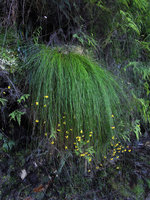 Xyris ustulata clump hanging from a vertical wet cliff ledge, Blue Mountains, NSW, Australia