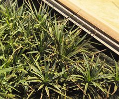 Yucca sp., KAFD Conference Center, Riyadh, Saudi Arabia