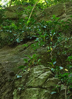 Zamioculcas zamiifolia and Chlorophytum filipendulum subsp. amaniense in fissures and on ledges of a vertical cliff, Amani, 400 m asl, East Usambara, Tanzania