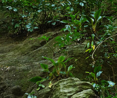 Zamioculcas zamiifolia, Chlorophytum filipendulum subsp. amaniense and Kalanchoe sp. on vertical forest understory cliff, Amani, 400 m asl, East Usambara, Tanzania