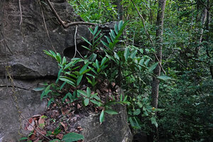 Zamioculcas zamiifolia on a rock ledge in forest understory, Kimboza FR, Uluguru, Tanzania