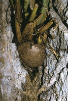 Zamioculcas zamiifolia, tuberous base firmly fixed and emerging from a limestone rock fissure, Amboni caves, Tanga, Tanzania