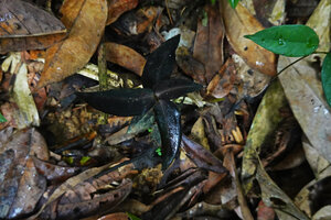 Zeuxine reginasilvae, blackish leaves almost undetectable in the leaf litter, Sinharaja, Sri Lanka