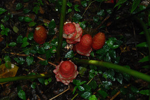 Zingiber  inflorescences, lake Tamblingan, Bali
