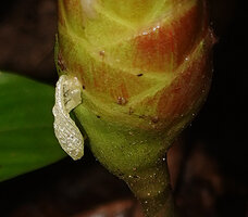 Zingiber sp., bracts and withered flower at 5 pm, Saleman, Seram, Moluccas