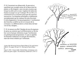 Tree crown construction, opposite concepts by Francis Hallé and Patrick Blanc, Gardenlab 2020, 9, Drawing by P. Blanc