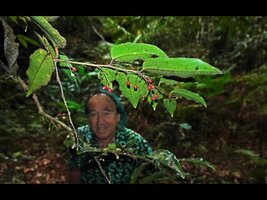 PATRICK BLANC MEETS AMBORELLA IN NEW CALEDONIA