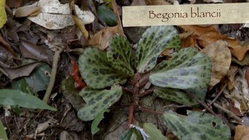 Sur les traces du &quot;Begonia blancii&quot;