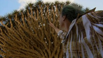 Patrick Blanc à Socotra