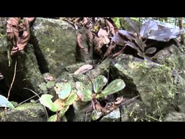 Begonia blancii in Palawan with Mark Hughes and Rosario Rubite