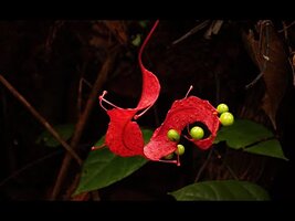 Trop Belles pour Disparaître - Film by Pascal Héni