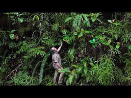 FIELD TRIP WITH PATRICK BLANC IN MOLUCCAS - INDONESIA