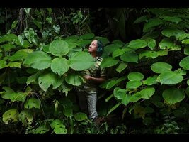 FIELD TRIP WITH PATRICK BLANC IN BELIZE