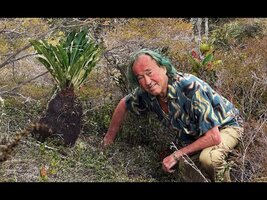 FIELD TRIP WITH PATRICK BLANC IN WEST PAPUA - ANGGI LAKES, HIGHLAND SAVANNA AND MOSSY FOREST