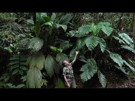 FIELD TRIP WITH PATRICK BLANC IN CARIBBEAN ISLANDS - GUADELOUPE 