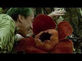 Rafflesia tuan-mudae in Borneo