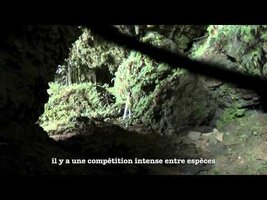 Limestone cliffs of Borneo