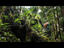 FIELD TRIP WITH PATRICK BLANC IN PAPUA NEW GUINEA - HIGHLANDS