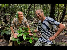 FIELD TRIP WITH PATRICK BLANC IN SOUTHWEST PAPUA - MALAGUFUK LOWLAND RAINFOREST 