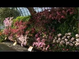 Orchid Show, Patrick Blanc Vertical Gardens