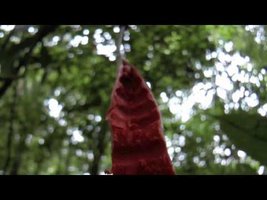 Osa peninsula, Costa Rica