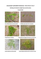 Blanc Patrick - 2013 - Catunaregam spathulifolia, Herb, Shrub or Tree, 1