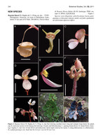 Botanical Studies (2011) vol 52 , Begonia blancii, publication, avril 2011