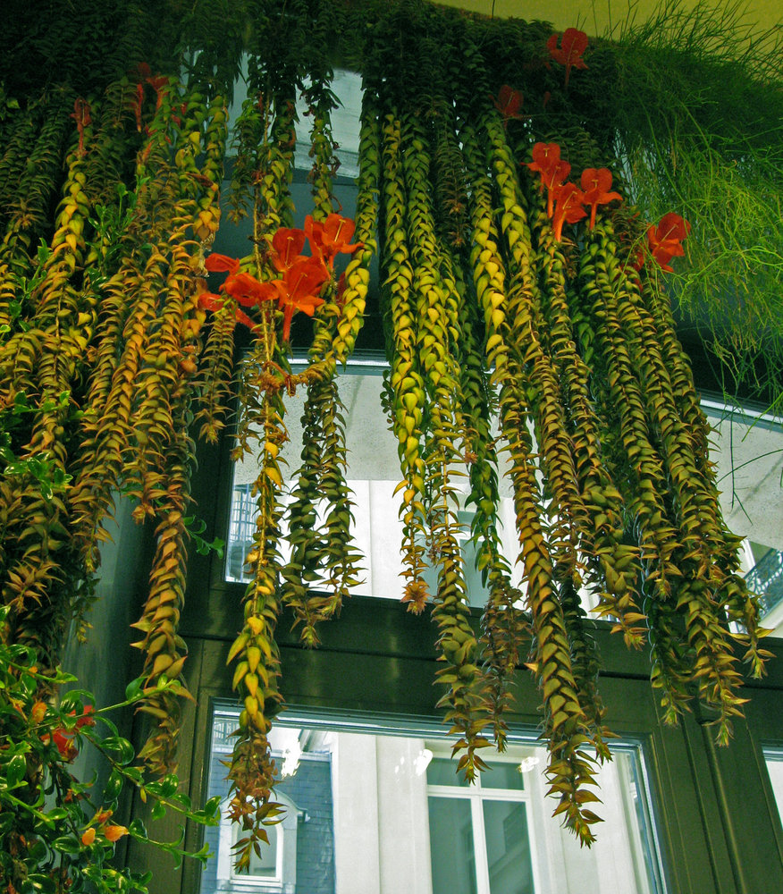 Club Med, Paris Vertical Garden Patrick Blanc