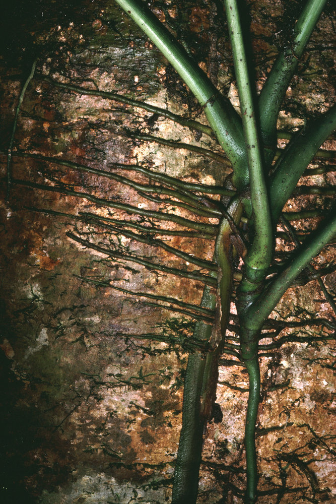 Root systems | Vertical Garden Patrick Blanc