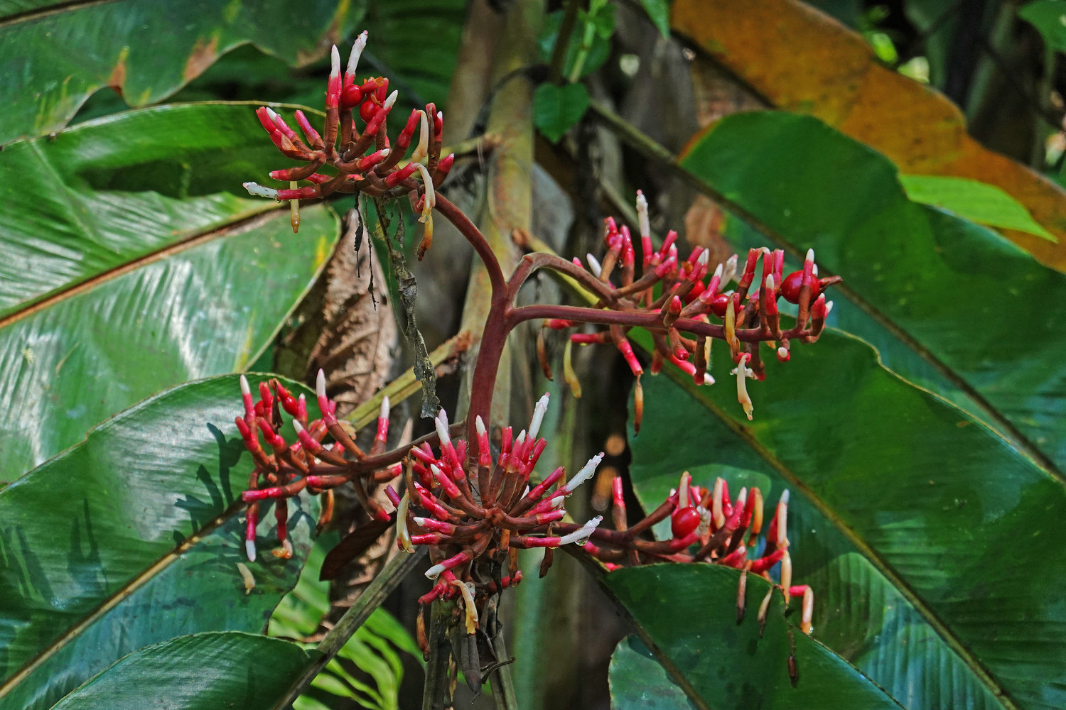FOREST UNDERSTORY 3 Page 3 Vertical Garden Patrick Blanc