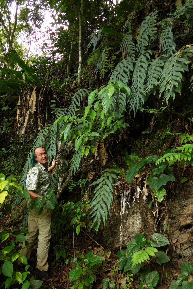 patrick blanc among huge drynaria fronds growing on vertical shaded limestone cliff with long pendant