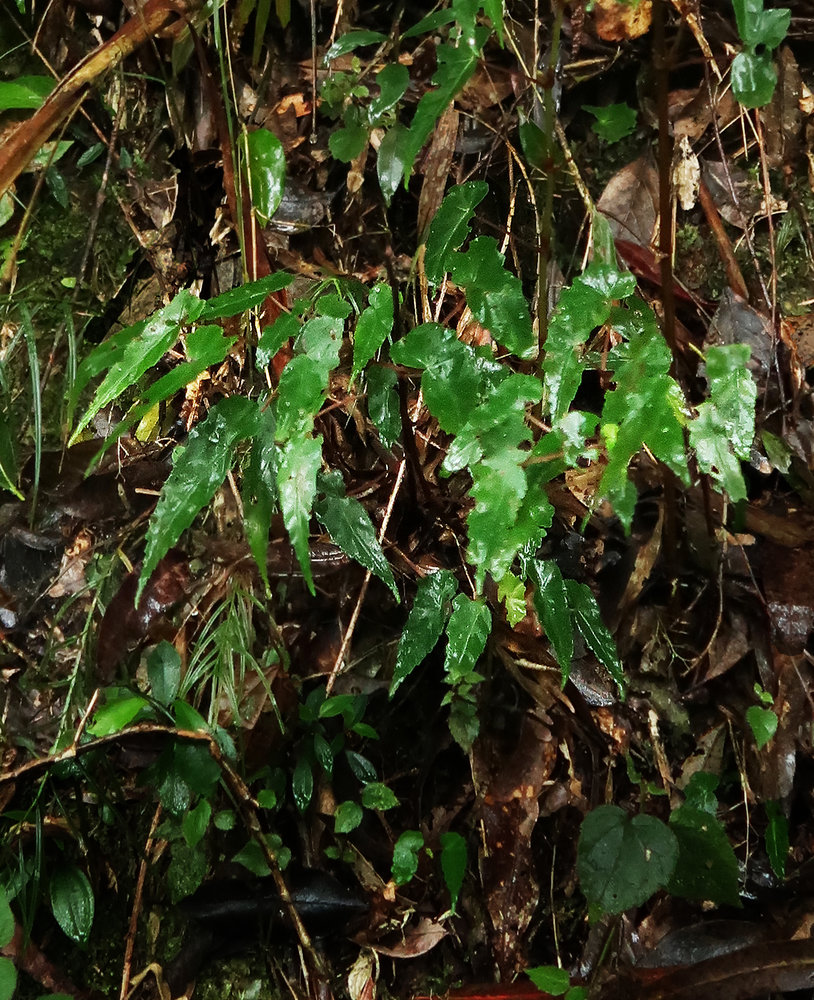 BEGONIAS 2 | Page 7 | Vertical Garden Patrick Blanc