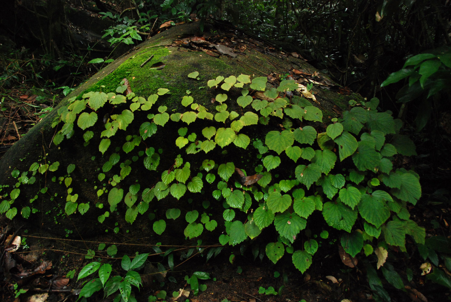 Begonias Page 8 Vertical Garden Patrick Blanc