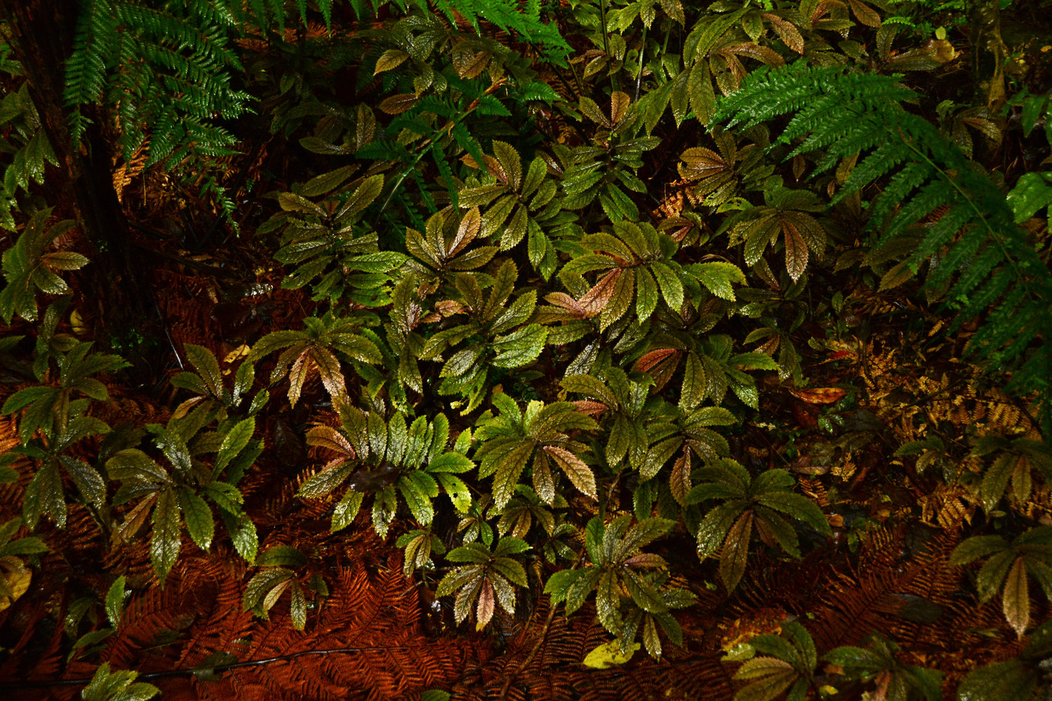 Couleurs et structures des feuilles | Page 4 | Vertical Garden Patrick ...