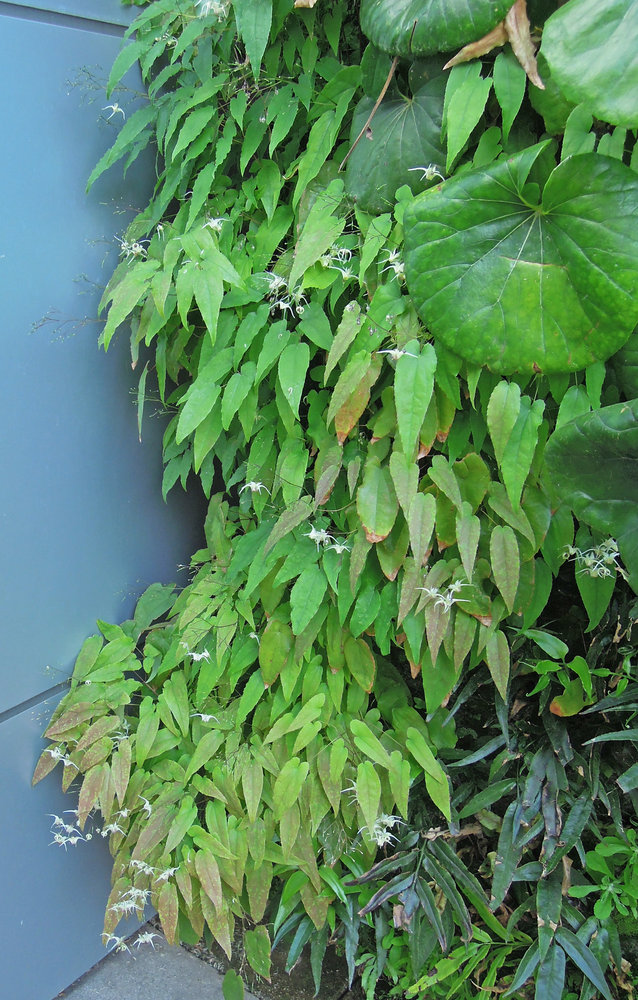 Foundation for the Carolinas, Charlotte NC Vertical Garden Patrick Blanc