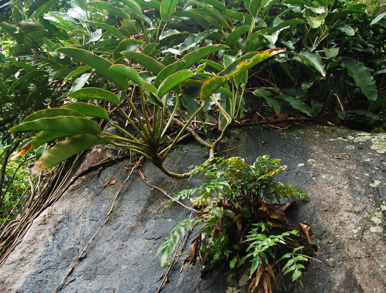 epipremnumgiganteumatthetopofarockyoutcroptiomanmalaysia Mekanisme Gerak Tumbuhan Skototropisme
