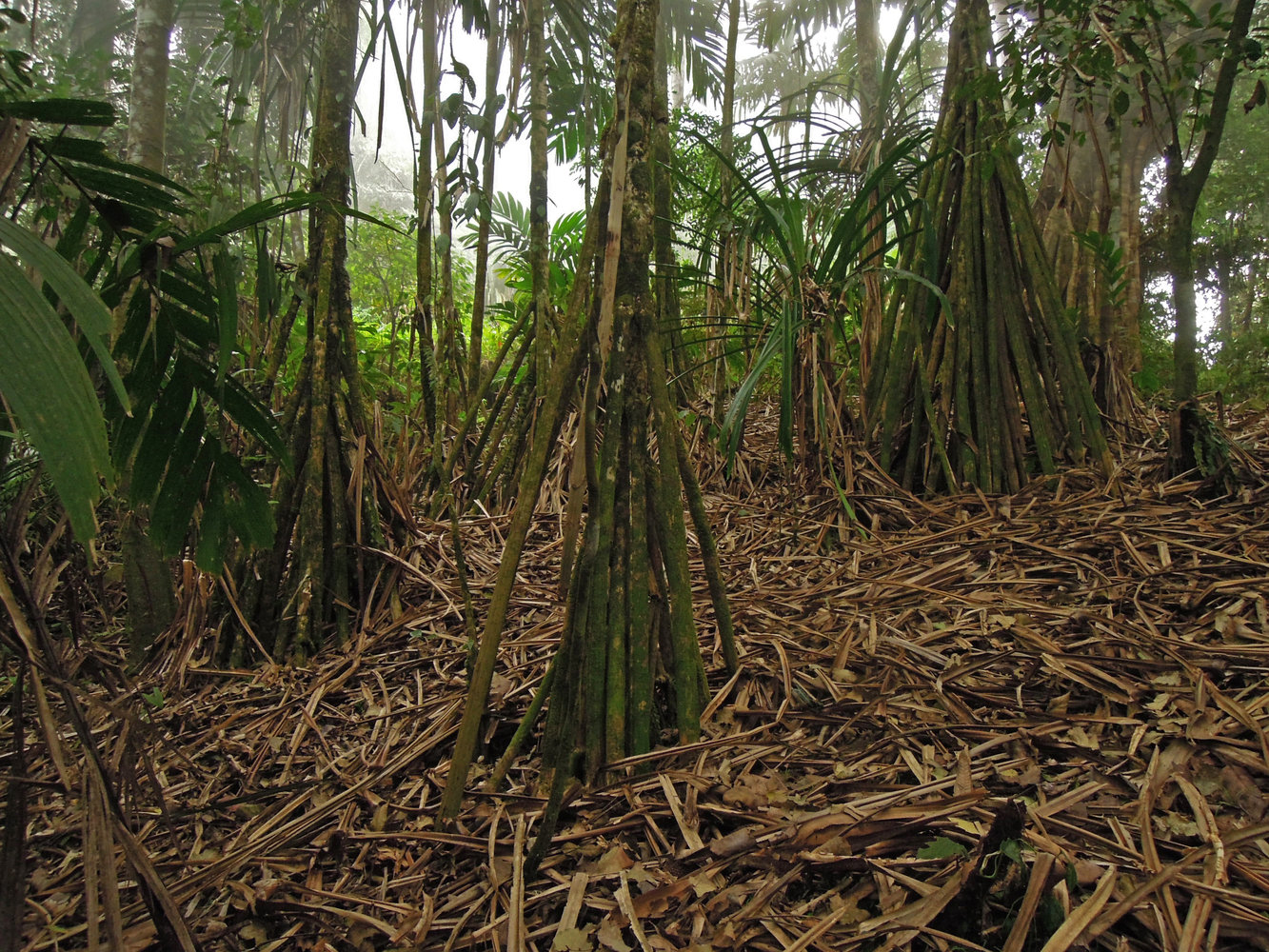 Stilt Roots Inrainforest Structures racinaires | Page 3 | Vertical Garden Patrick Blanc