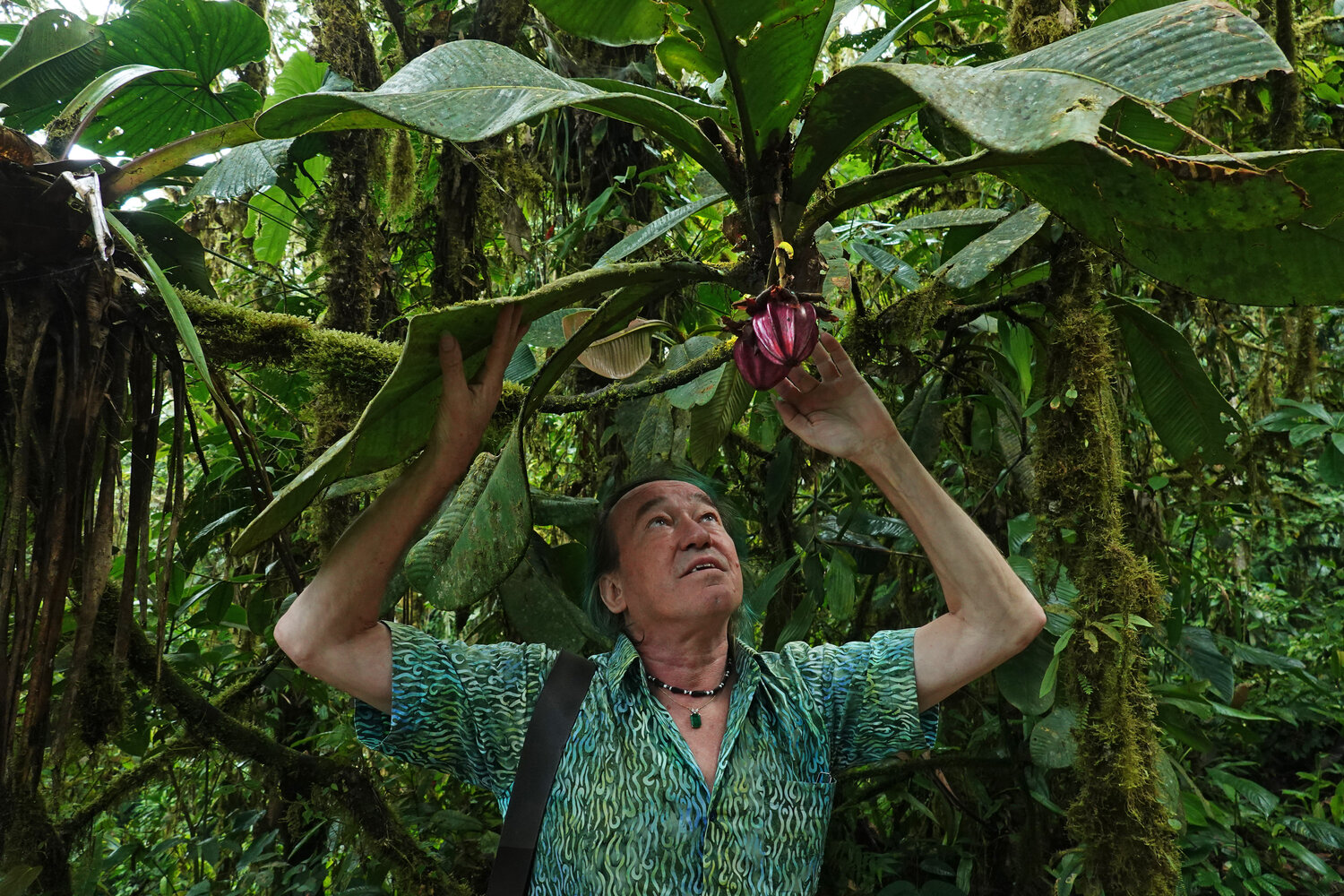 Fruit violet de l'Équateur dans la canopée des arbres