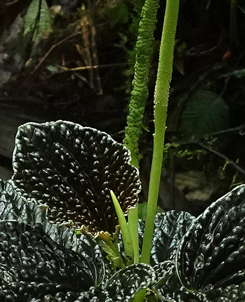 FOREST UNDERSTORY 4 | Page 9 | Vertical Garden Patrick Blanc