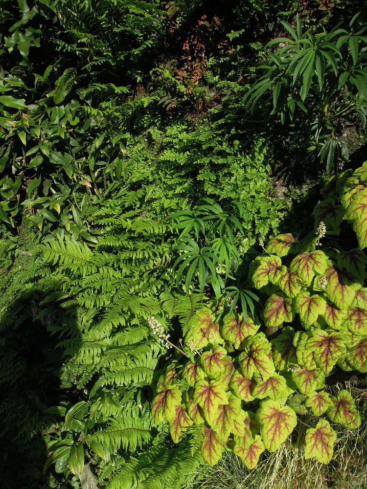 Foundation for the Carolinas, Charlotte NC Vertical Garden Patrick Blanc