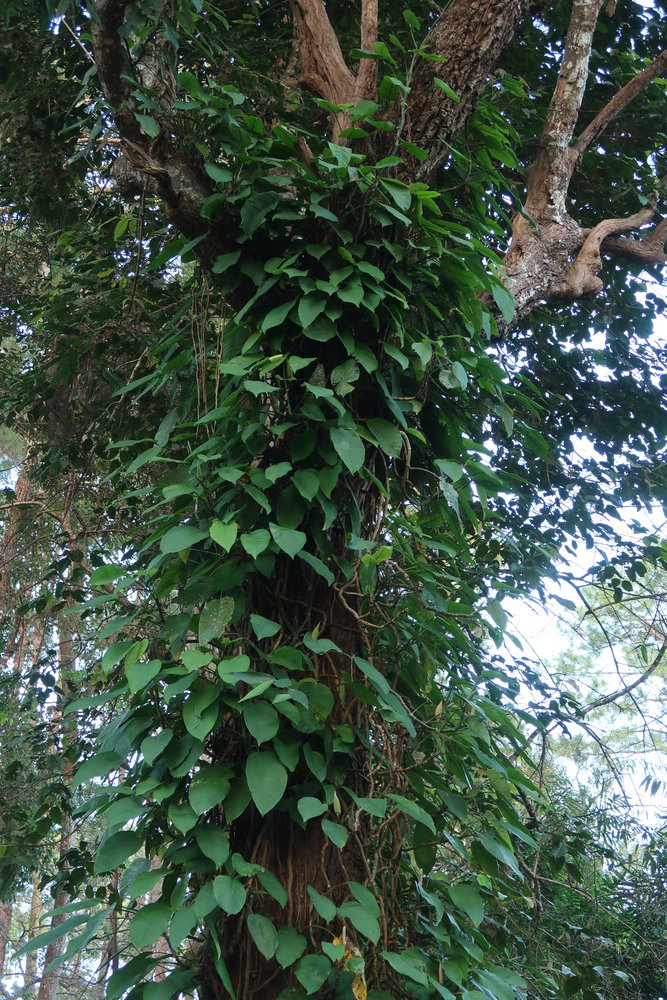 Forest Understory 2 | Page 11 | Vertical Garden Patrick Blanc